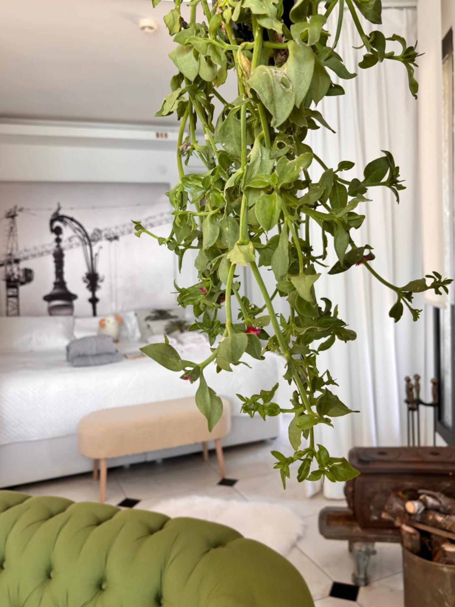 Sato Design Hotel (Adults Only) Çeşme الغرفة الصورة
